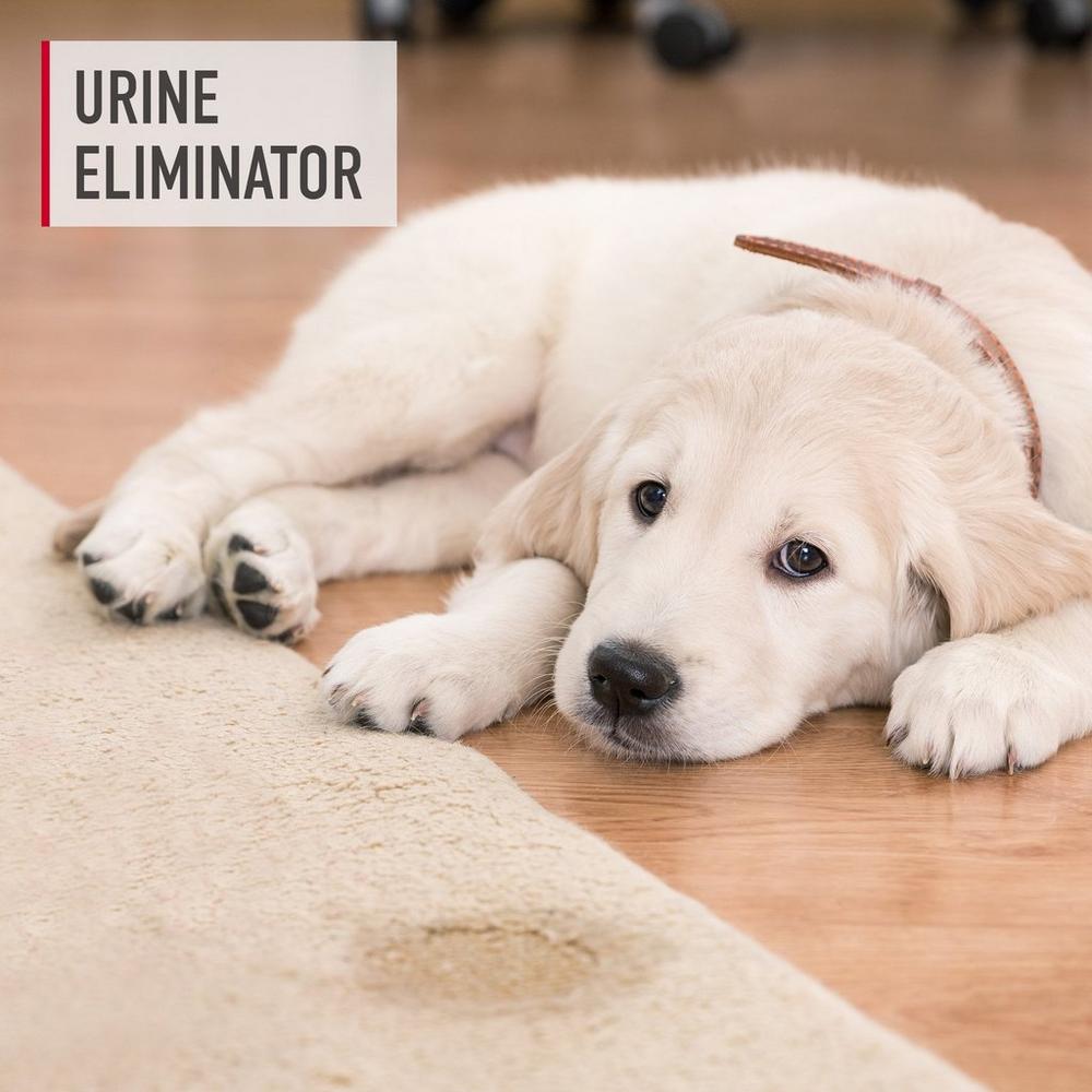 Pet Urine & Stain Eliminator (2-pack) - Image 3